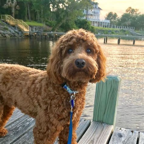 Image result for Dogs 101 Cockapoo