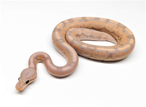 Image result for Lace Ball Python