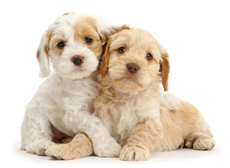 Image result for Adult Cockapoo Puppies