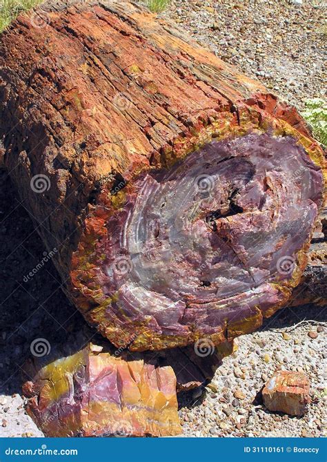Petrified Wood Scatted Across Landscape, Petrified Forest National Park ...