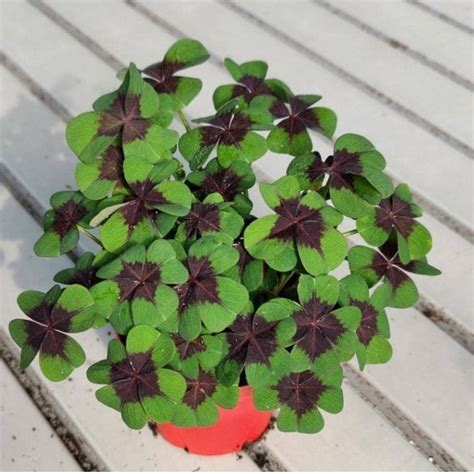 Oxalis deppei - Iron Cross - Four Leaf Clover Plant