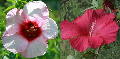 Lord and Lady Baltimore Hibiscus moscheutos Heirloom Perennial 2 Live ...