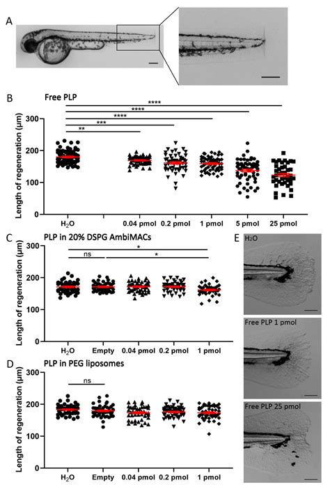 Two Types of Liposomal Formulations Improve the Therapeutic Ratio of ...