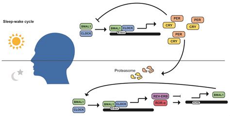Chronotherapy: Circadian Rhythms and Their Influence in Cancer Therapy