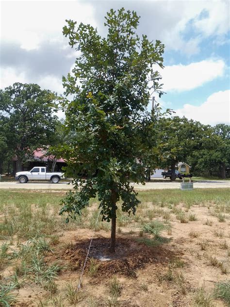 The 8 Ideal Oak Trees for North Texas Yards | Treeland Nursery