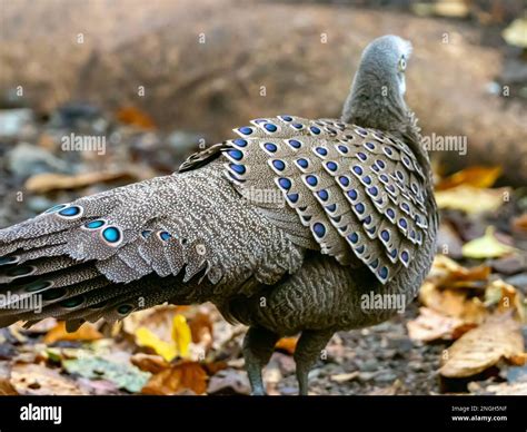 A male gray peacock pheasant, Polyplectron bicalcaratum, displaying at ...