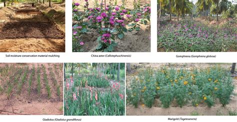 ICAR-Central Plantation Crops Research Institute