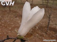 Image result for 木兰 Magnolia liliflora