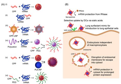 Cell-Penetrating Peptides: Emerging Tools for mRNA Delivery