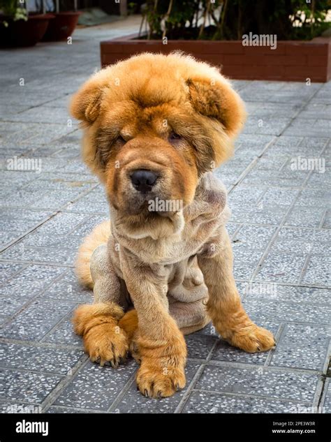 Bear coat shar pei hi-res stock photography and images - Alamy