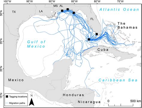 Frontiers | Migration Corridors and Threats in the Gulf of Mexico and Florida Straits for ...