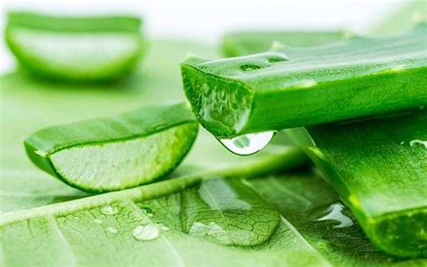 Effective Tips on Using Aloe Vera for Hair Growth | Femina.in