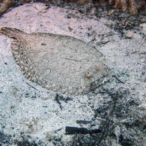 Flounder Animal House Quotes National Lampoon's Animal House (1978)