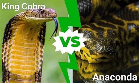 Image result for Konigskobra vs Python