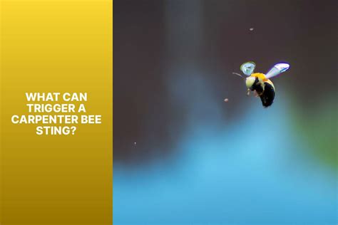 Do Carpenter Bees Sting?