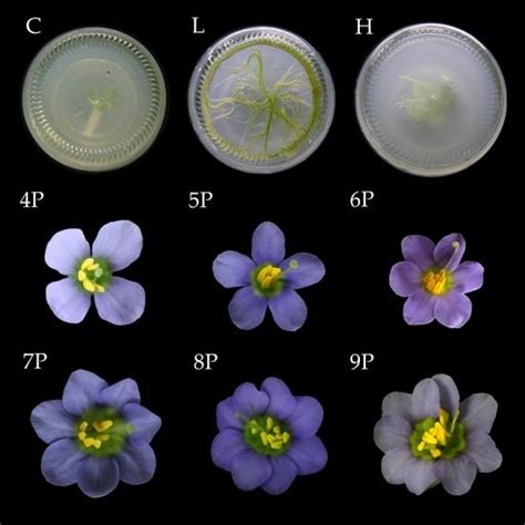 Differing In Vitro Rooting and Flowering Responses of the Persian ...