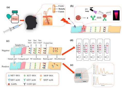 Europium Nanoparticles-Based Fluorescence Immunochromatographic ...