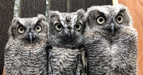 Eyes on the Wild | U.S. Fish & Wildlife Service