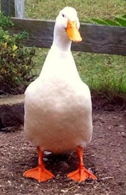 Image result for Duck Number Code in Python Using Count