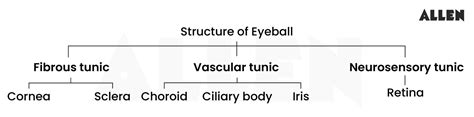 Human Eye: Structure, Functions, Parts & Pathway