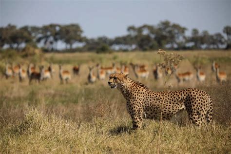 Image result for Prey vs.Predator