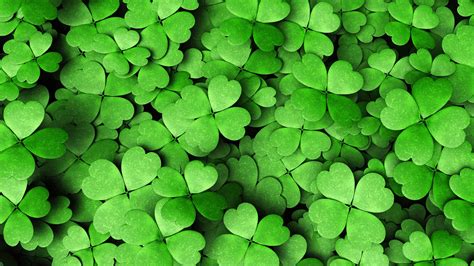 Four Leaf Clovers UHD 4K Wallpaper | Pixelz