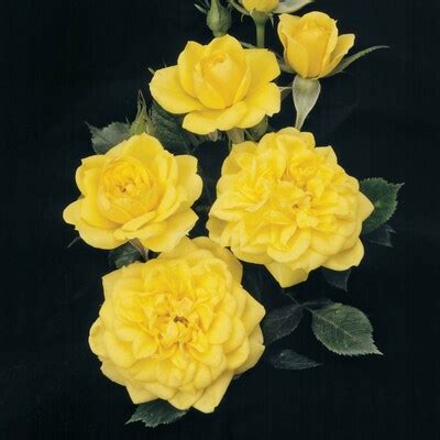 Spring Hill Nurseries Flowering Lemon Drop Miniature Rose Roses at ...
