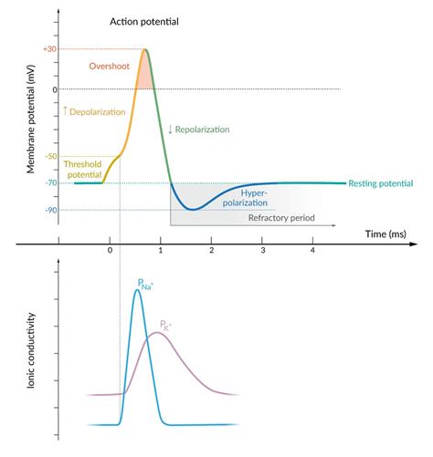 Image result for Resting potential Definition
