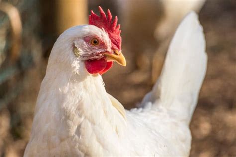 Image result for Animals Using Compouter
