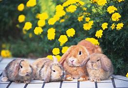 Image result for Cute Bunny Desktop