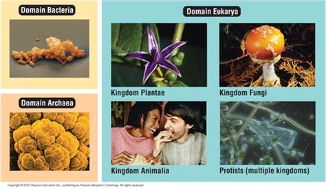 Image result for Using Biological Key Classification System