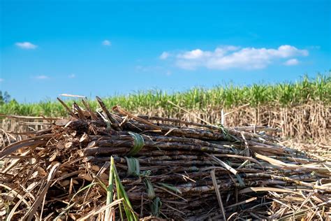 caña de azúcar, cosecha de caña de azúcar en campos de caña de azúcar ...