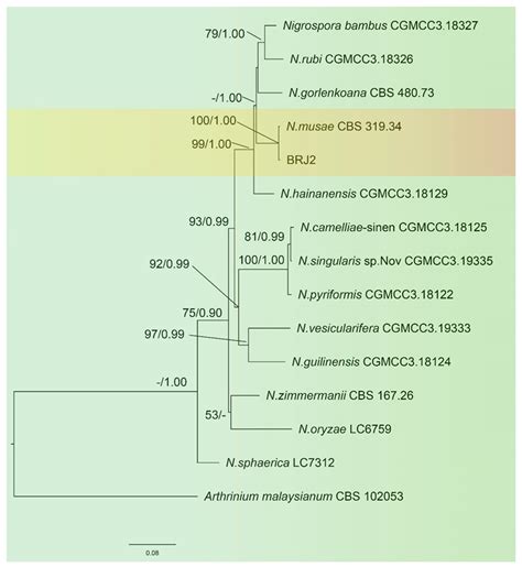Identification of the Pathogen Causing Leaf Spot in Zinnia elegans and ...
