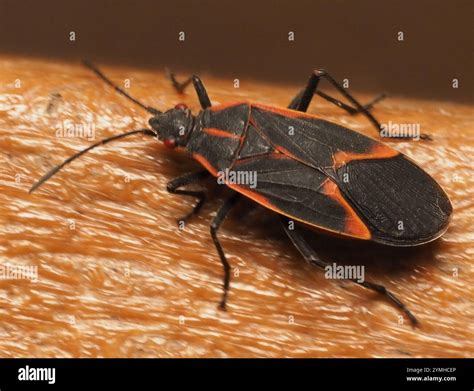 Eastern Boxelder Bug (Boisea trivittata Stock Photo - Alamy