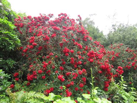 Rhododendron elliottii | Hollard Gardens