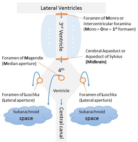 CSF Circulation Flow Chart 的图像结果