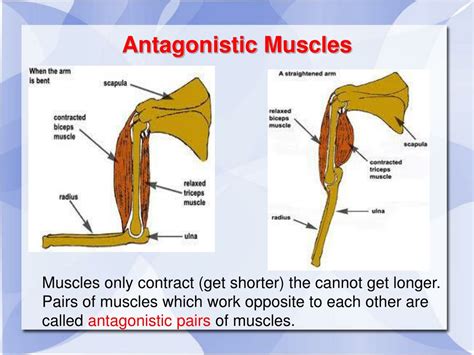 Example Of Antagonist