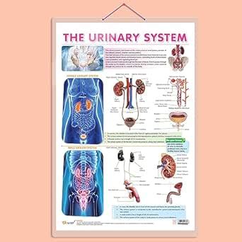 GO WOO THE URINARY SYSTEM CHART | Understanding the Urinary System ...
