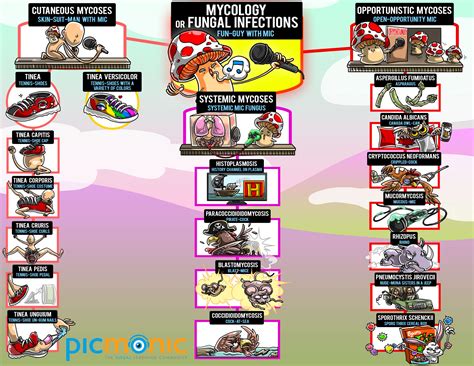 [Infographic] How to Study: Mycology | Picmonic