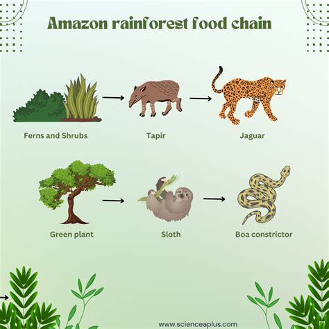 Amazon Jungle Food Chain