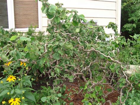 Pruning a Contorted Filbert Tree 的图像结果