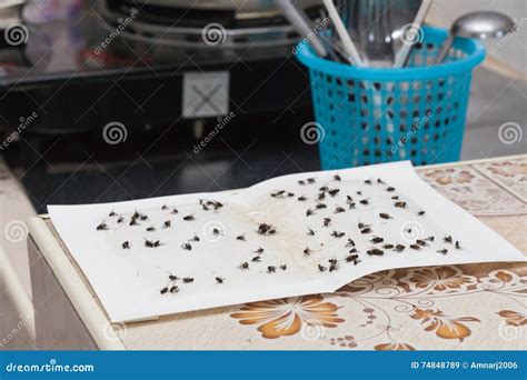 Flies Caught on Sticky Fly Paper Trap Stock Image - Image of sheet ...