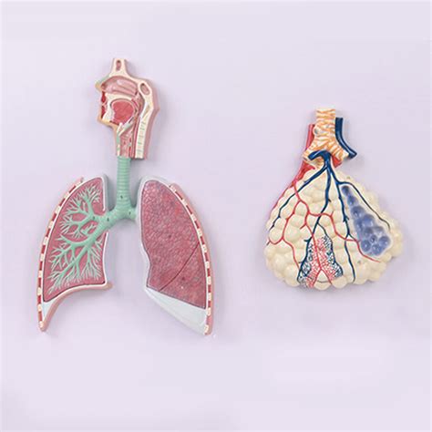 Buy MRTYU-UY model of respiratory system, anatomical model of ...