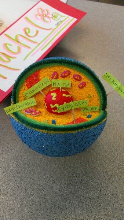 Image result for Styrofoam 3D Cell Model