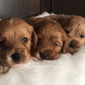 Image result for Cheap Cockapoo