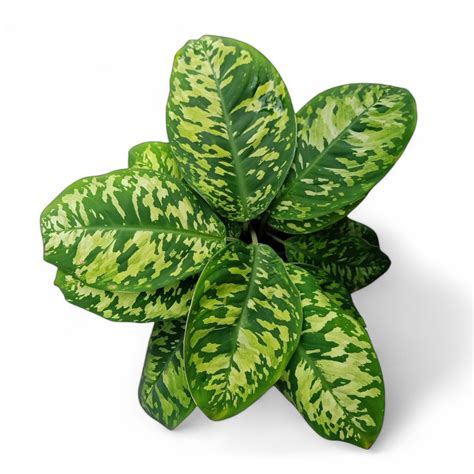 Homalomena Army | Soiled