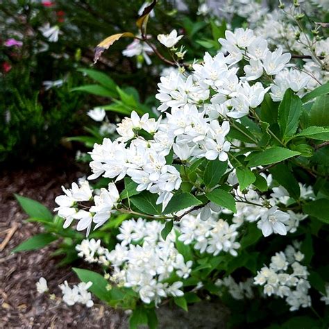 White Flowering Perennial Shrubs to Enhance Your Garden
