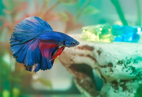 How Do Betta Fish Sleep? | POPSUGAR UK Pets
