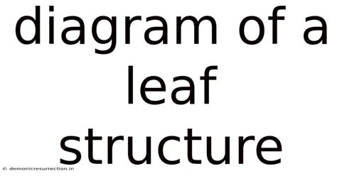 Diagram Of A Leaf Structure