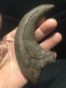 DAVE'S BONEYARD FOSSIL REPLICAS | eBay Stores